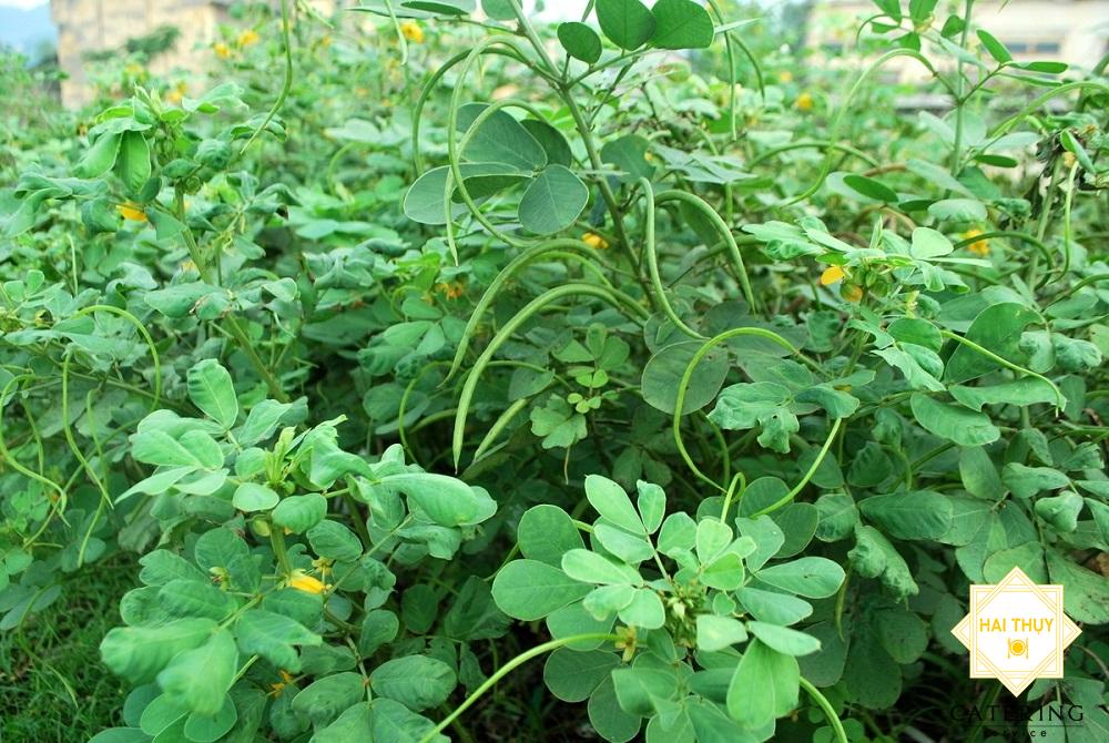 Công dụng của trà sen đối với người tiểu đường mà bạn chưa biết